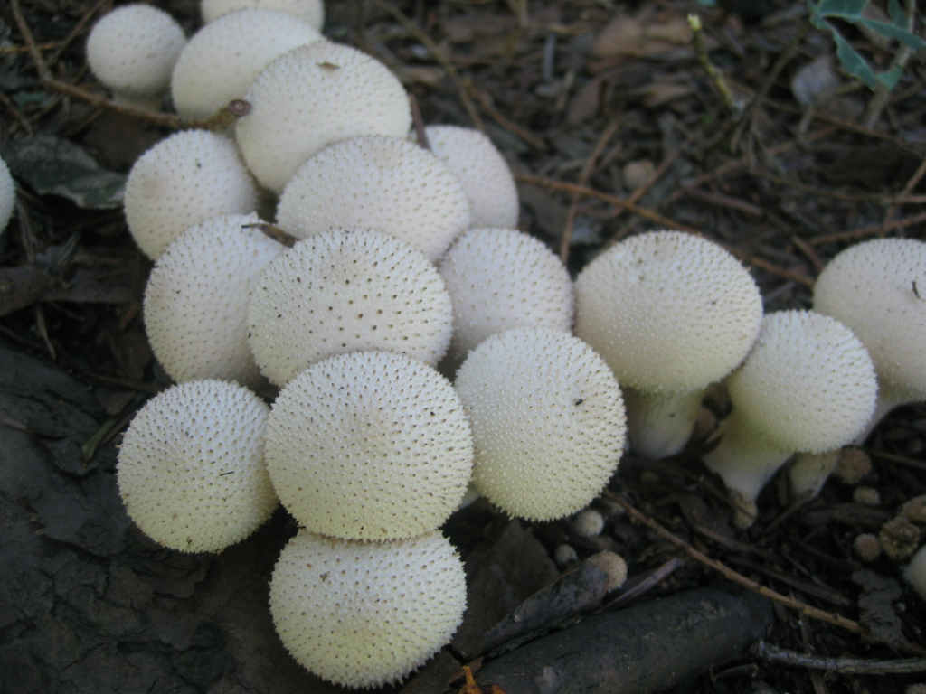 2005 :  Un anno di funghi